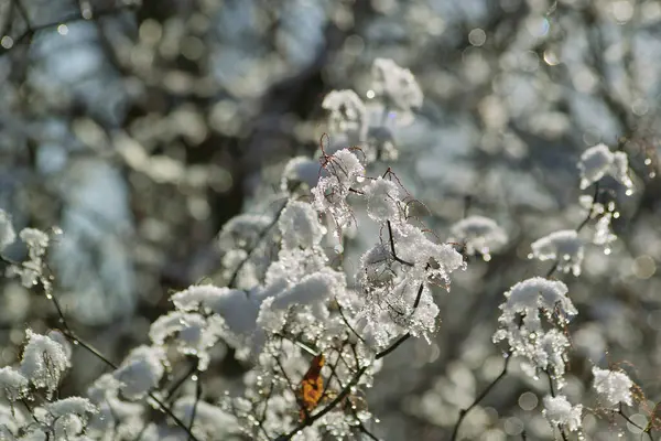 Árbol Cubierto Nieve Heladas Fondo Naturaleza —  Fotos de Stock