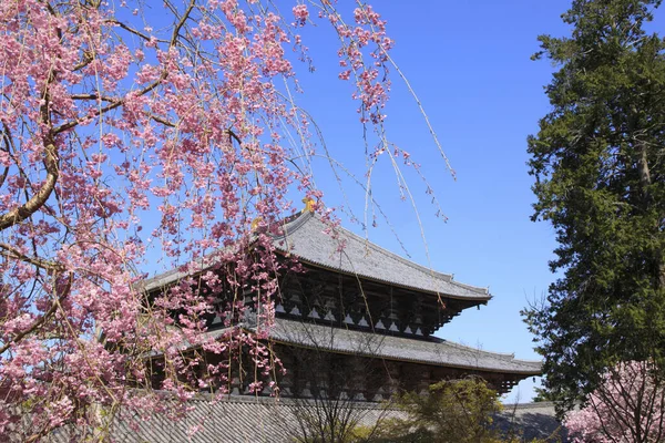 Sakura Todai Templo Grande Salão Buda — Fotografia de Stock