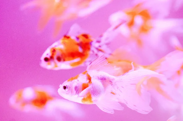 beautiful goldfish swimming in the aquarium on background