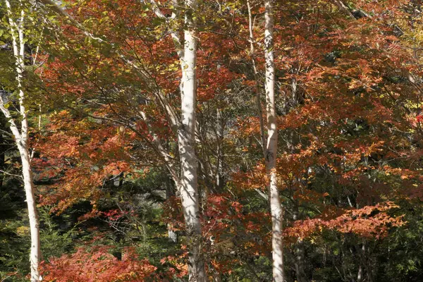 カラフルな木々と葉を持つ美しい秋の森 — ストック写真