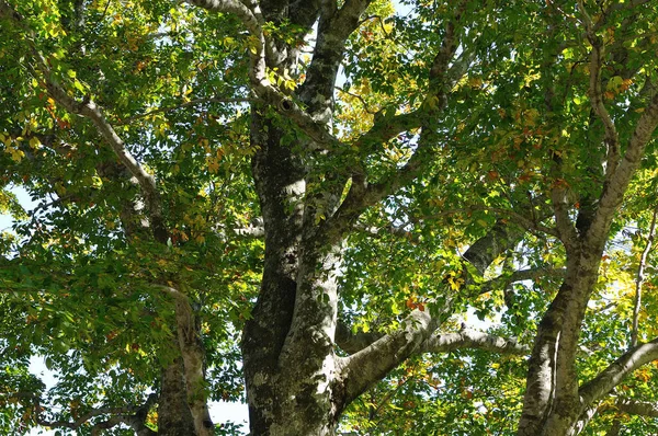 Sonbaharda yeşil ve sarı meşe yaprakları