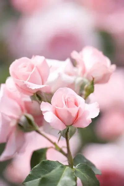 정원에서 장미의 클로즈업 — 스톡 사진