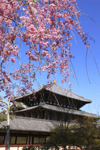 Sakura Todai Templo Gran Salón Buddha — Foto de Stock