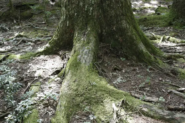 Casca Árvore Floresta — Fotografia de Stock