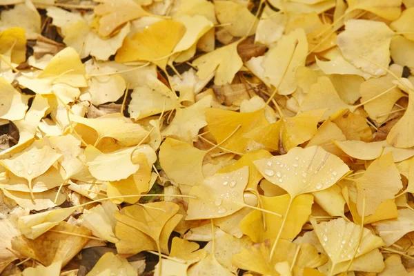 Yere düşen sonbahar yaprakları