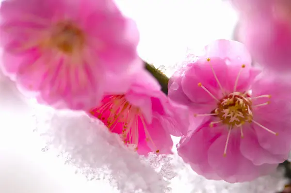 beautiful spring cherry blossoms with snow in garden