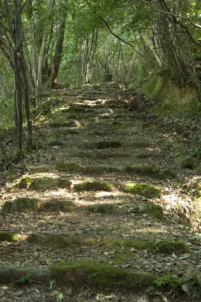Yeşil ormandaki eski taş yolun güzel manzarası    
