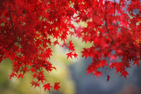 Δέντρο Κόκκινο Σφενδάμνου Φθινόπωρο Σεζόν — Φωτογραφία Αρχείου