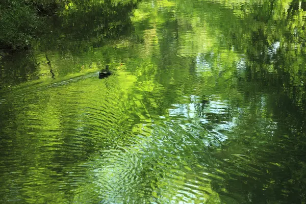 Yansıyan yeşil yapraklarla gölde yüzen ördeğin güzel manzarası 