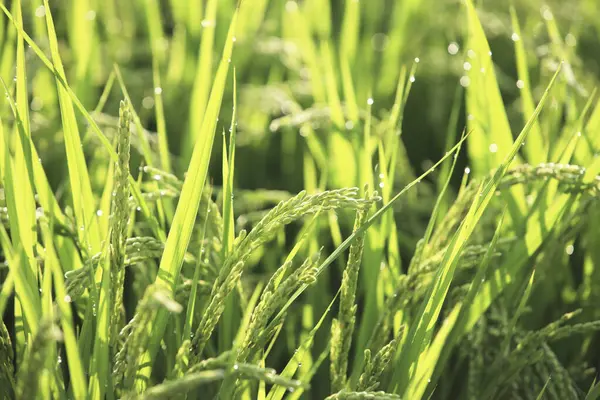 美しい新鮮な緑の草の背景のクローズアップビュー — ストック写真
