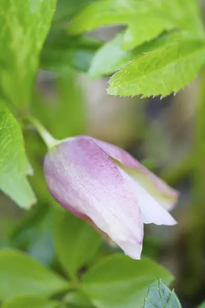 Vakre Blomster Hagen Naturflora – stockfoto