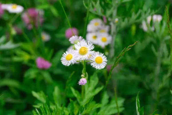 Krásné Květiny Zahradě Detailní Záběr — Stock fotografie