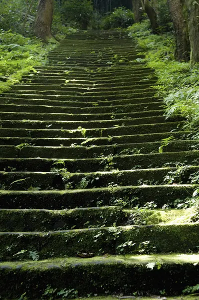 Velhas Escadas Floresta — Fotografia de Stock