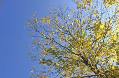 Ağaçta güzel sonbahar yaprakları, sonbahar çiçekleri