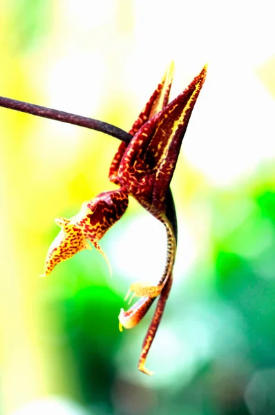 Yaprak Üzerinde Bir Yusufçuk Yakın — Stok fotoğraf
