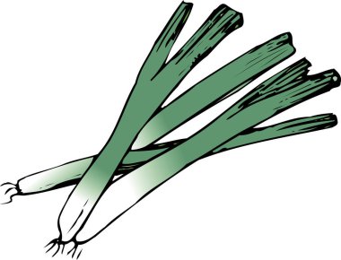 Beyaz arkaplanda yeşil soğanın çizimi 