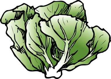 Beyaz arkaplanda yeşil lahana çizimi