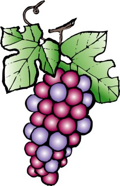 Beyaz arkaplanda yaprakları olan üzümlerin çizimi