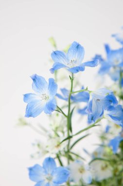 Beyaz arkaplanda mavi çiçek.
