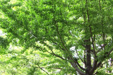 Ormanda yeşil yapraklı ağaçlar.