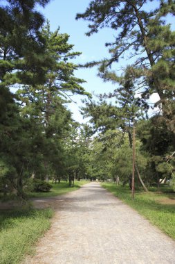 Yeşil parktaki patika..