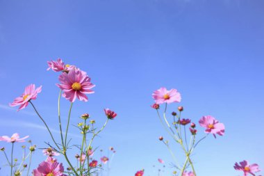 Mavi arka planda güzel pembe kozmos çiçekleri