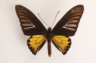 Beyaz arka planda kelebek