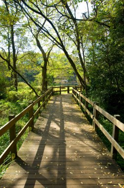Yeşil ormandaki ahşap patika 