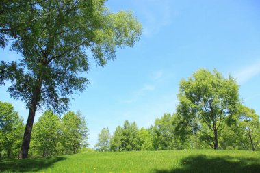 Yaz otlağında yeşil ağaçlar, gündüz manzarası 