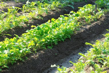 Bahçede yetişen genç yeşil bitkiler