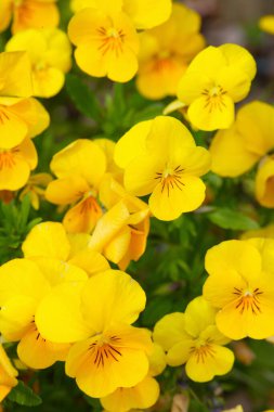 Bahçedeki sarı çiçekler