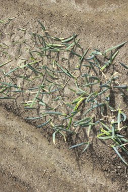 young sprouts in the ground