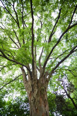 Ormandaki yeşil ağaçların güzel manzarası      