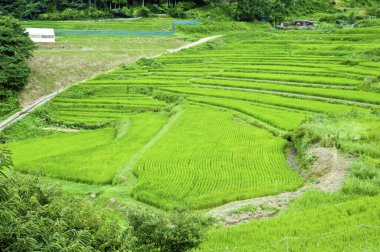 pirinç alan Bali, Endonezya