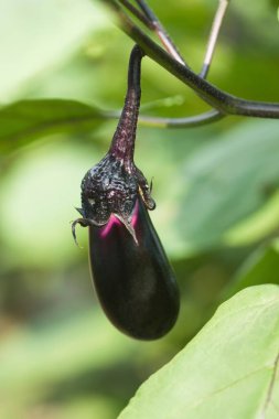 Güzel patlıcan manzarasını kapat.