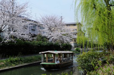 Turistler Japonya 'daki bir tekneden gelen kiraz çiçeklerine hayran kalırlar. 