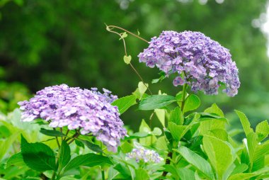 Bahçedeki güzel çiçekler