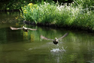 Yaban ördekleri göletin üzerinde uçuyor.