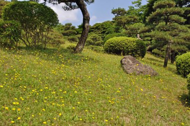 Yeşil çayırlarda yabani çiçekler