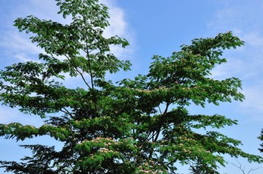 Bahçede yeşil yapraklar