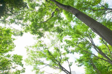 Ormanın güzel manzarası