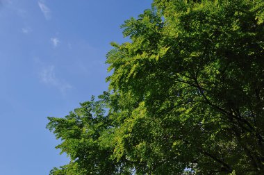 yeşil ağaçlar ve mavi gökyüzü doğa arka planında