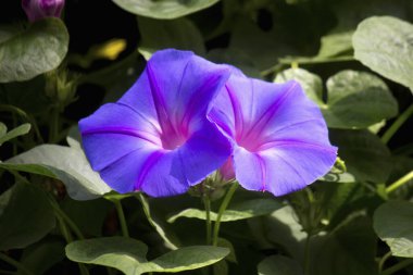 Bahçede güzel çiçekler yetişiyor, Flora.