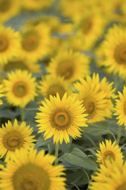 Mavi gökyüzüne karşı çiçek açan ayçiçeği tarlası