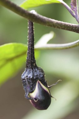Organik sebze bahçesinde yetişen olgun patlıcanların yakın çekimi.     