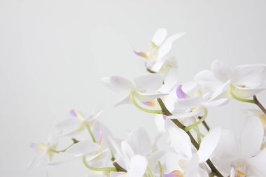 Beyaz arka planda orkide çiçekleri, güzel çiçekler.