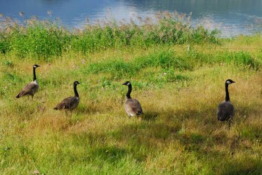 Göl kenarında bir grup kaz.