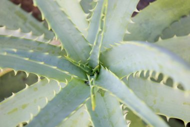 Arkaplanda yeşil aloe vera yaprakları, kapatın