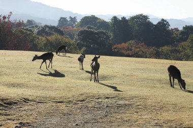 Nara, Japonya 'daki parkta geyik.