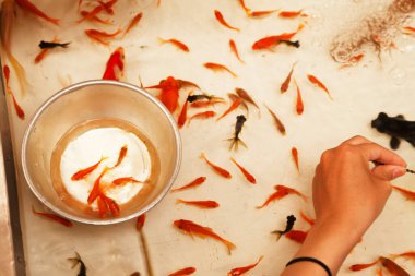 Japon balığı kepçeleme standı